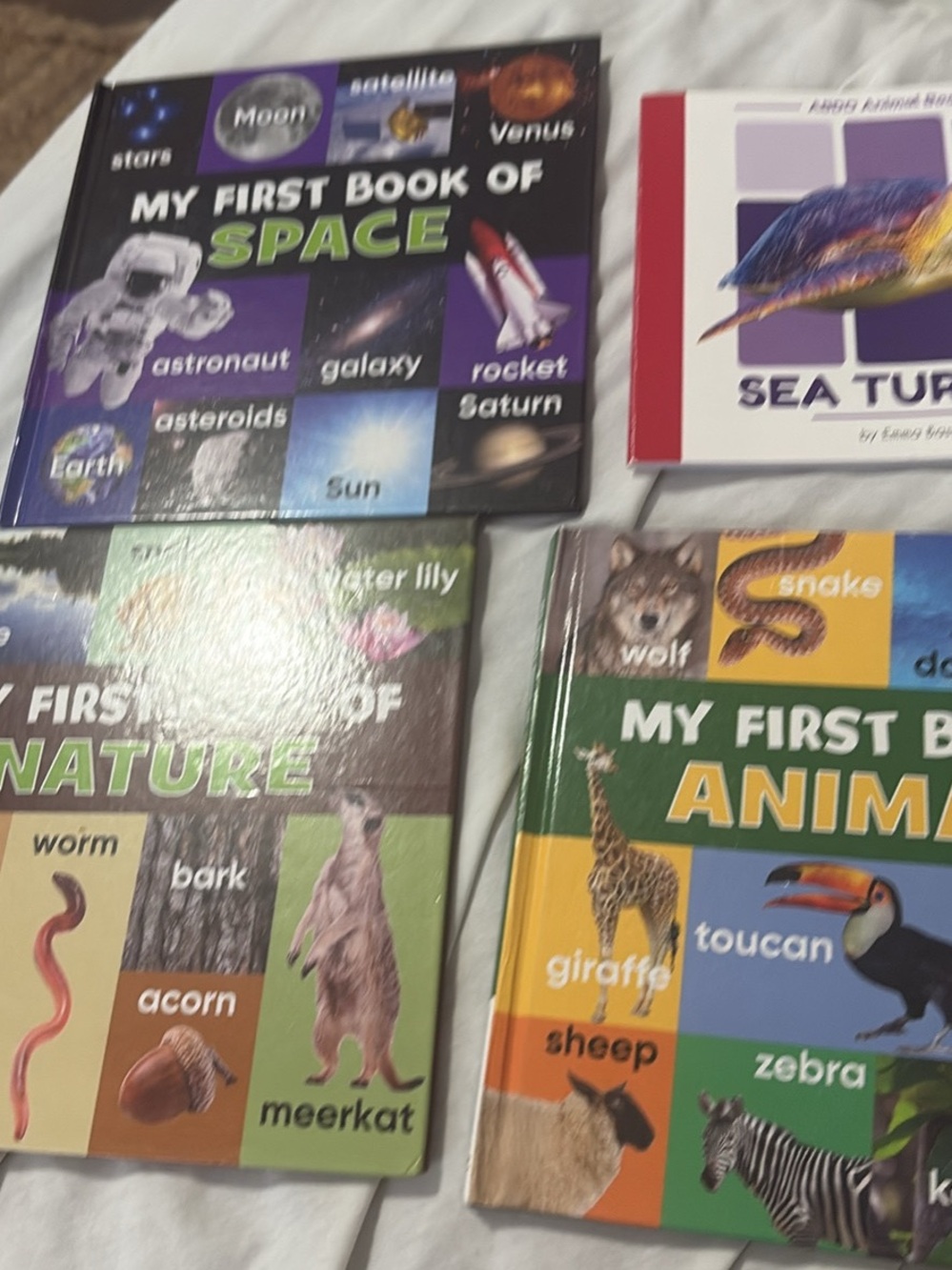 My First Book of Animals - Multicolor Children's Board Book